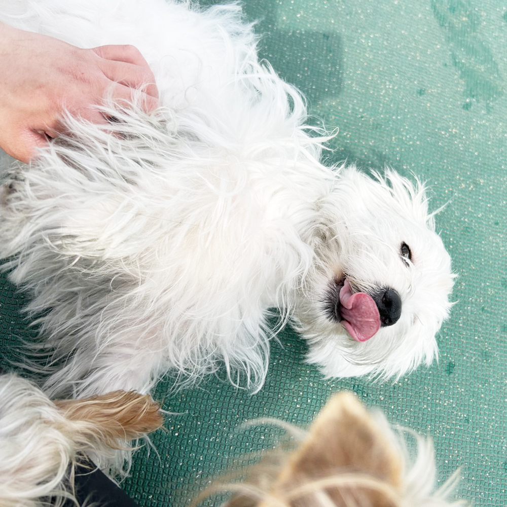 生徒が撮影したモデル犬♪②